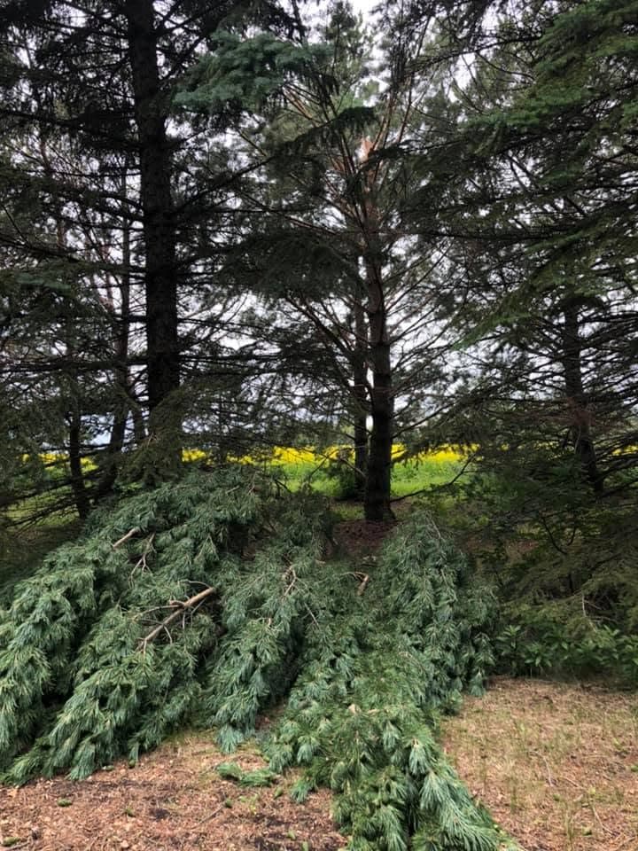 Damaged spruce trees along a tree line with a bright yellow canola field behind