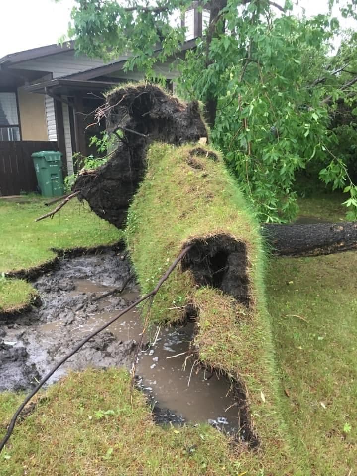 A large tree uprooted by a storm, root ball exposed, fallen in front of a house