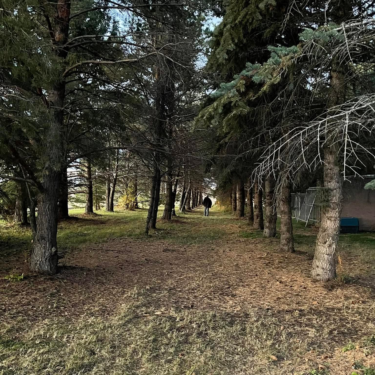 Long row of mature spruce trees lining a rural Alberta property